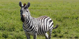 Mombasam Pemba, Zanzibar, Kenya, Tanzania. 