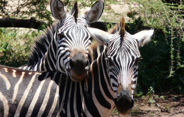 Mombasam Pemba, Zanzibar, Kenya, Tanzania. 