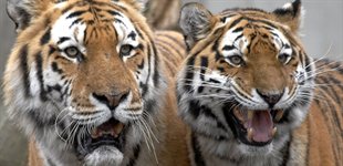 Corbett Tigerpark, Indien