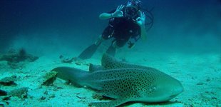 Dykkerkursus Koh Lanta Thailand