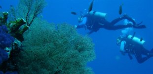 Dykkerkursus Koh Phi Phi Thailand