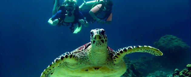 Dykning snorkling