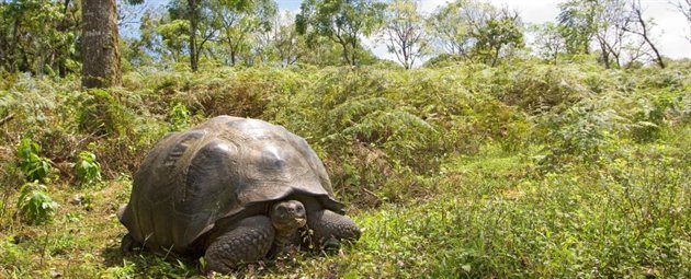 Landskildpadde i Ecuador  