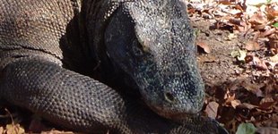 Komodo