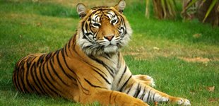Ranthambhore