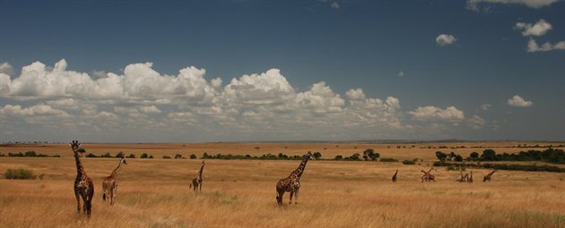 Safari wildlife