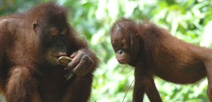 borneo