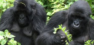 Gorilla Trek Uganda Afrika