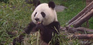 dagstur_i_chengdu_profil