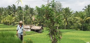 lombok_og_gilioerne