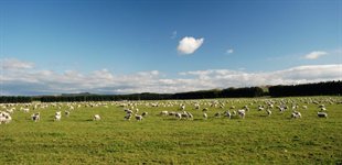 sheep_skyscrabers_jordomrejse