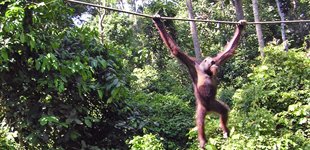 Borneo Wildlife Safari, Borneo