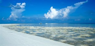 Tubbataha liveaboard, 5 dage