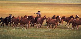 Ranch, USA, Lone Mountain