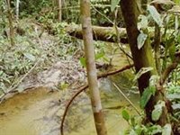 Sipapa i Venezuela, latinamerika