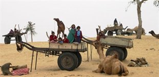Kamelfest i Indien