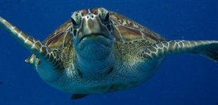 Similan-�erne, Thailand, Asien