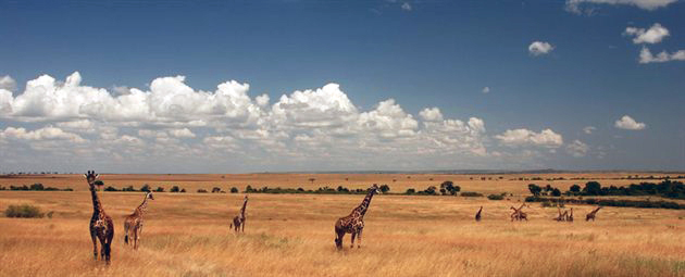 Safari og wildlife