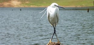 Periyar