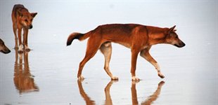 Australien, Fraser Island, Dingo