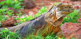 Galapagos