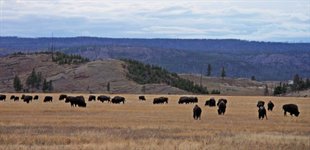 Yellowstone