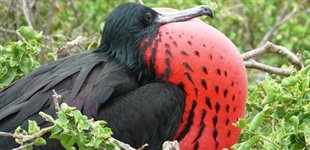 Ecuador, Galapagos, fregatfugl.