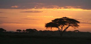 Amboseli, Kenya, Afrika