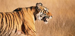 Bandhavgarh Tigerpark, Indien.