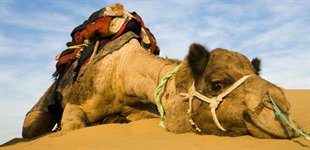 Kamel, Indien