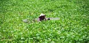 Aakander Vietnam