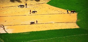 Rismark, Vietnam