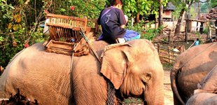 Vandretur, Thailand
