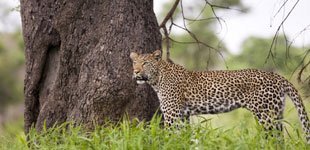Kruger Nationalpark