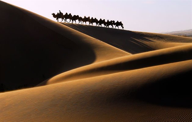 Karavane af kameler i Gobi �rkenen i Mongoliet
