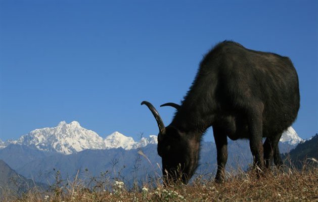 Nepal Nepal