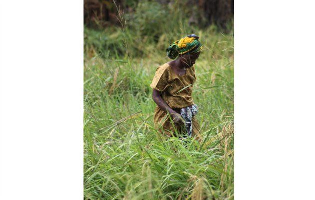 Afrikansk kvinde i krydderi plantage, Zanzibar, Tanzania Afrikansk kvinde i krydderi plantage, Zanzibar, Tanzania