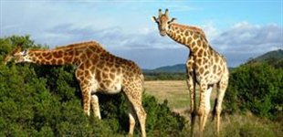 Giraffer i Afrika