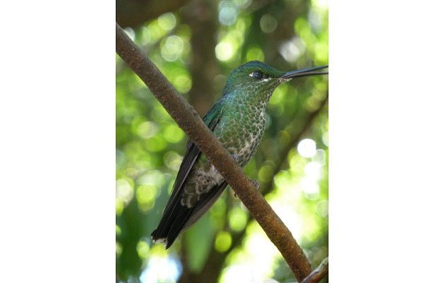 En kolibri fra den costaricanske jungle, Costa Rica En kolibri fra den costaricanske jungle, Costa Rica