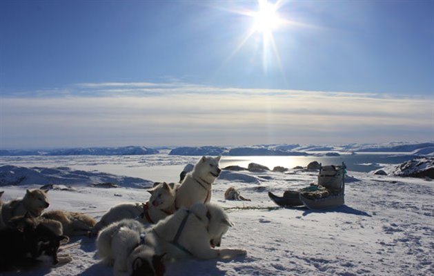 Hundeslædetur, Ilulissat, Grønland Hundeslædetur, Ilulissat, Grønland
