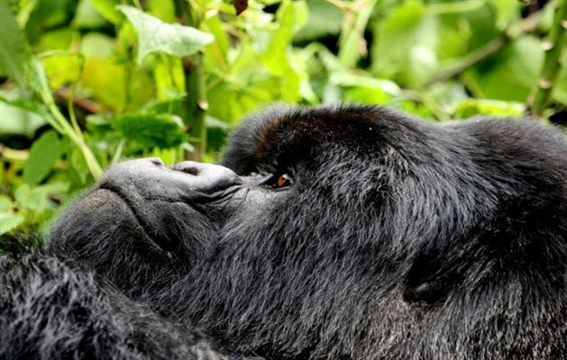 Bjerggorilla, Rwanda Bjerggorilla, Rwanda