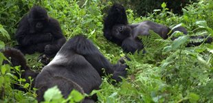 Bjerggorillaer i Volcanoes Nationalpark i Rwanda