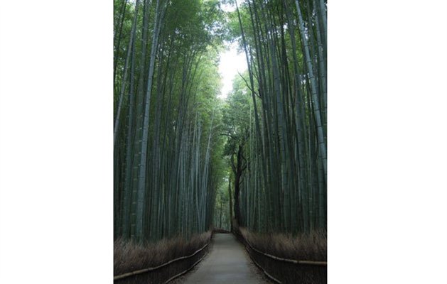 'Bamboo forest' ved Kyoto, Japan 'Bamboo forest' ved Kyoto, Japan