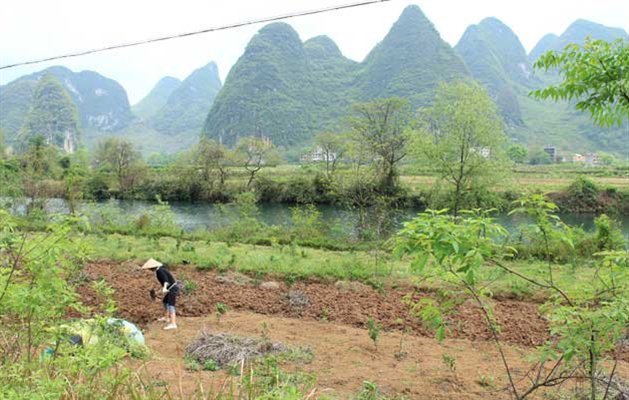 Markarbejde i Yangshou, Kina. Markarbejde i Yangshou, Kina.