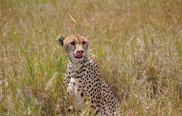 Tanzania Tanzania