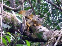Capuchinaber ved Cuyabenoreservatet i Amazonjunglen i Ecuador