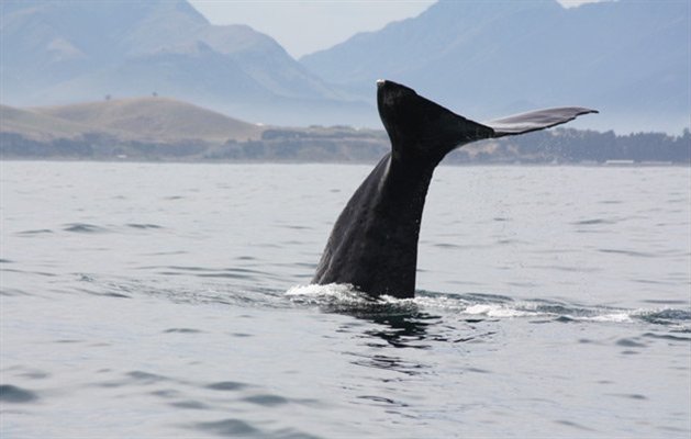 Whale watching, Kaikoura, New Zealand Whale watching, Kaikoura, New Zealand
