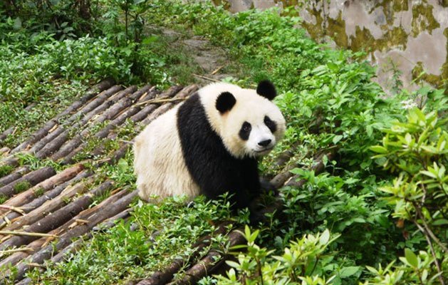 Panda breeding center, Chengdu, Kina Panda breeding center, Chengdu, Kina