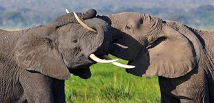 Elefanter i Kenya