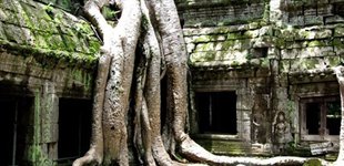 Ta Phrom, Siem Reap, Cambodja